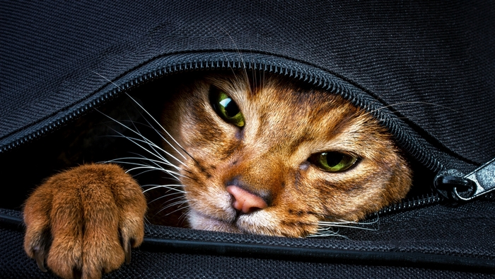 Ginger cat peeking out of a black bag