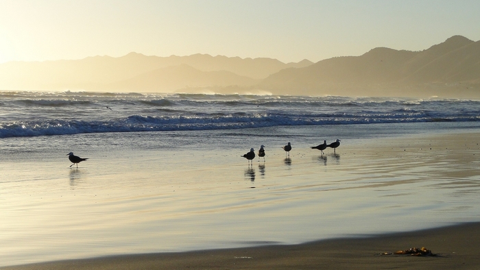 Seagulls on a Calm Beach at Sunrise