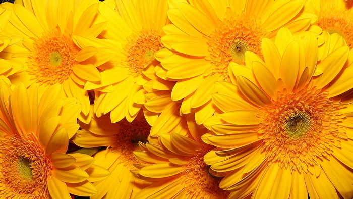Close-up of bright yellow gerbera daisies