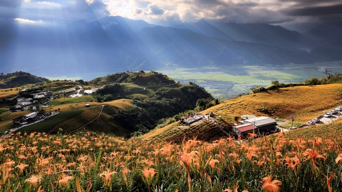 Daylily flowers on rolling hills with sunbeams over mountains