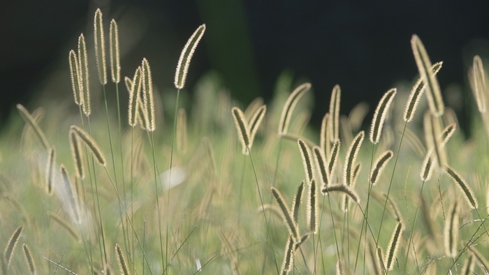 Close-up of foxtail grass in soft sunlight
