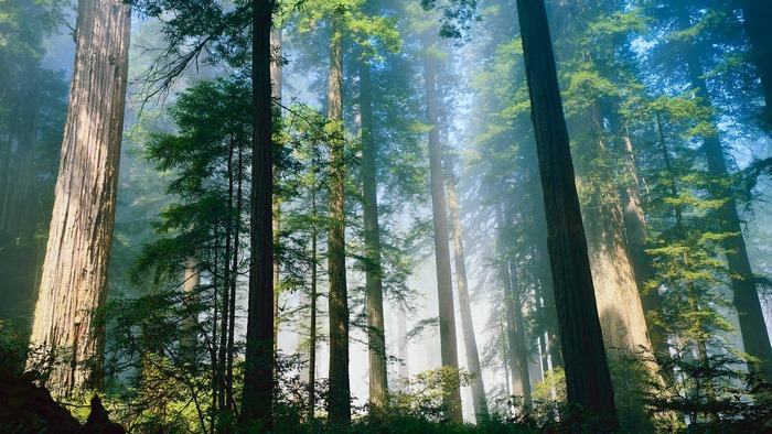 Misty redwood forest with sunlight filtering through trees