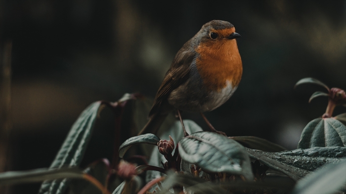 Robin bird perched on a leafy branch