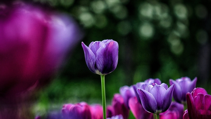 Purple tulips in a garden