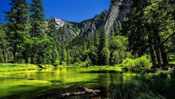 Green forest with a lake and mountains