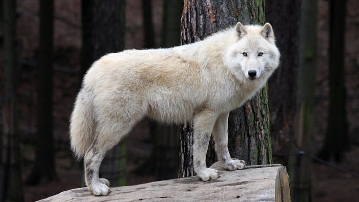 White wolf standing on a log in a forest