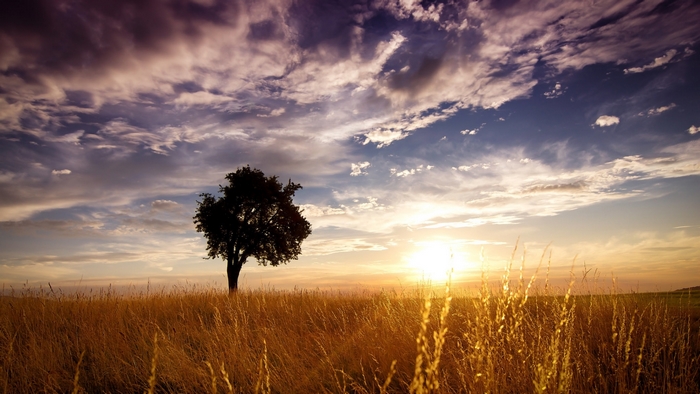 Lone tree in a golden field at sunset