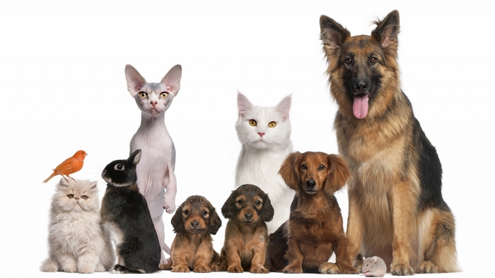 Group of Adorable Pets Including Cats, Dogs, Bunny, and Bird
