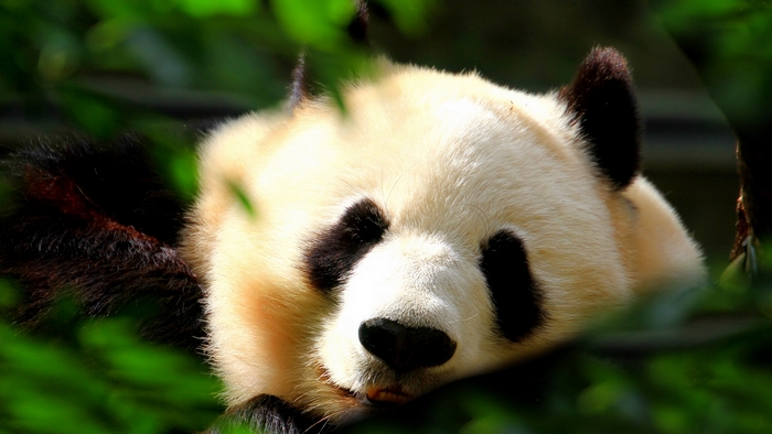 Panda sleeping in green foliage