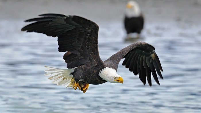 Majestic Bald Eagle in Flight Over Water