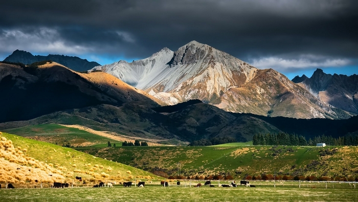 Cows grazing in a field with mountains in the background
