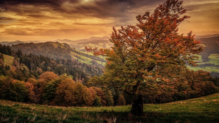 Autumn mountain landscape with a large tree