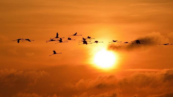 Flamingos flying at sunset with clouds