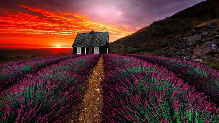 House in lavender field at sunset
