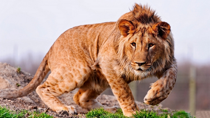 A young lion with a mane walks on grassy terrain