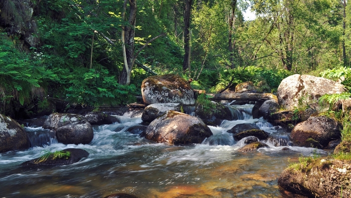 A forest river flows over rocks with trees in the background