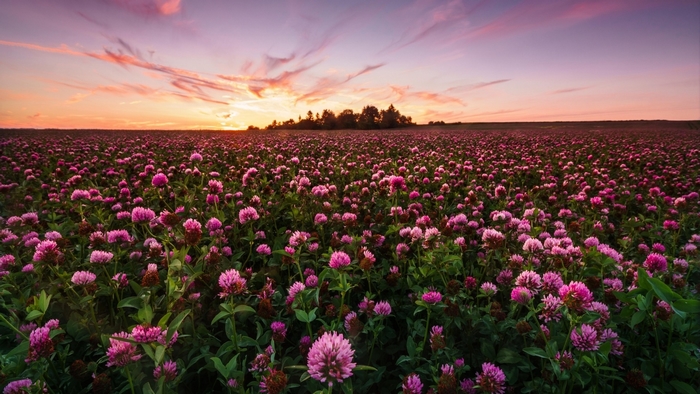 Field of pink clover flowers at sunset