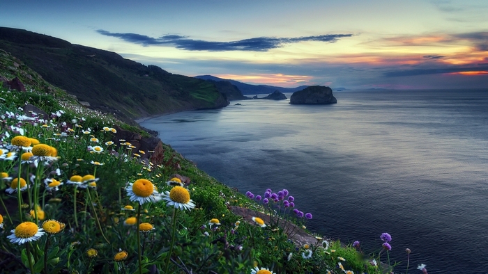Wildflowers on a cliff overlooking the sea at sunset