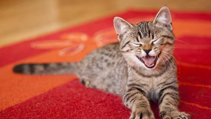 A tabby kitten yawning on a red rug
