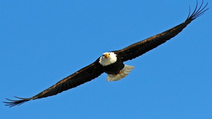 Bald eagle flying in a clear blue sky