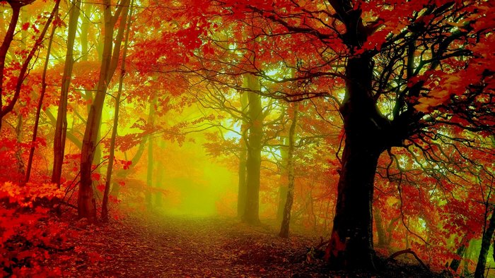 Misty Autumn Forest Trail