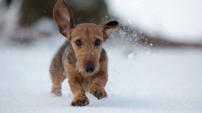 Wirehaired Dachshund running in the snow