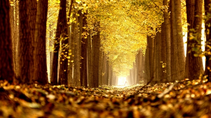 Autumn forest path with golden leaves