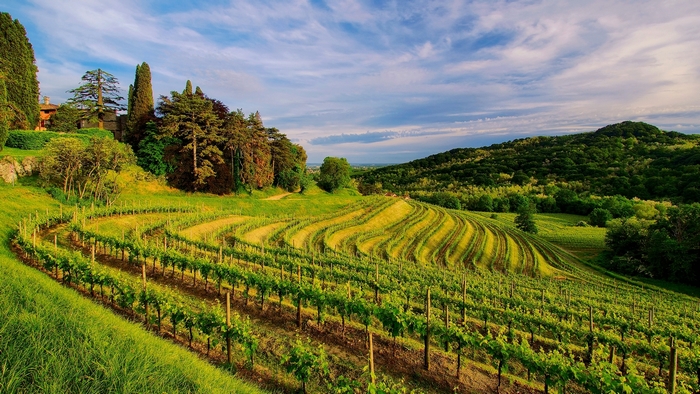 Vineyards on rolling hills under a cloudy sky