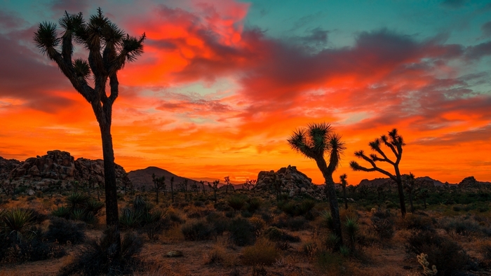 Joshua Trees silhouetted against a vibrant sunset in a desert landscape