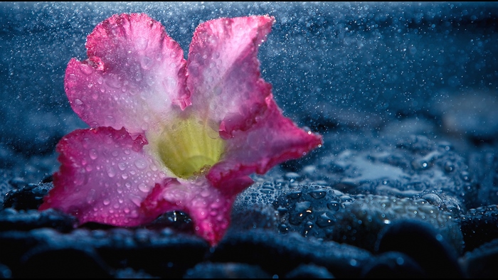 Pink flower with water drops on stones in rain