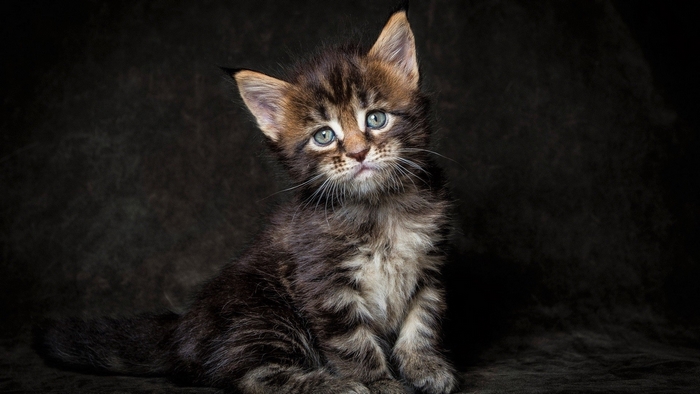 A fluffy Maine Coon kitten with blue eyes