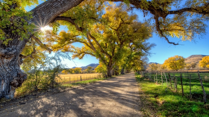 Dirt road lined with autumn trees under a blue sky