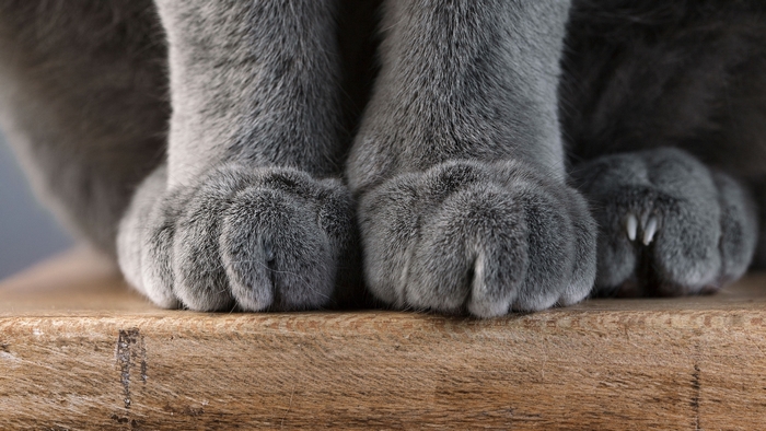 Close-up of a grey cat's paws on a wooden surface