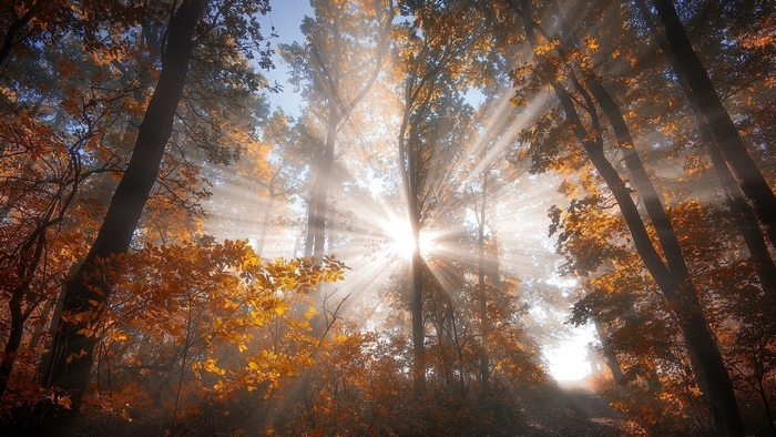 Sunrays Piercing Through Autumn Forest