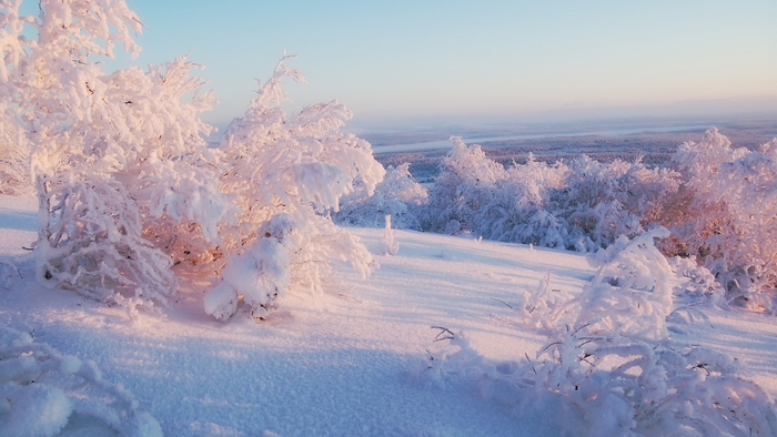 Snow-covered trees on a hill at sunrise
