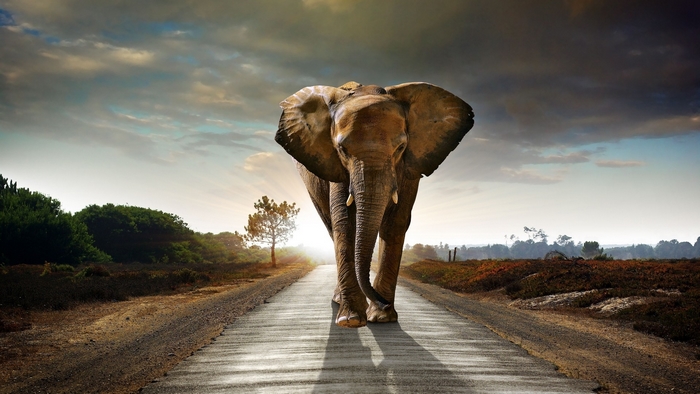 Elephant walking on a road at sunset