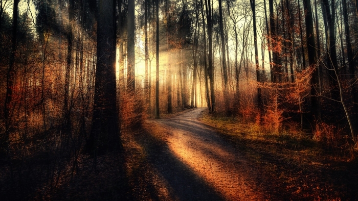 Sunbeams filtering through a forest onto a path