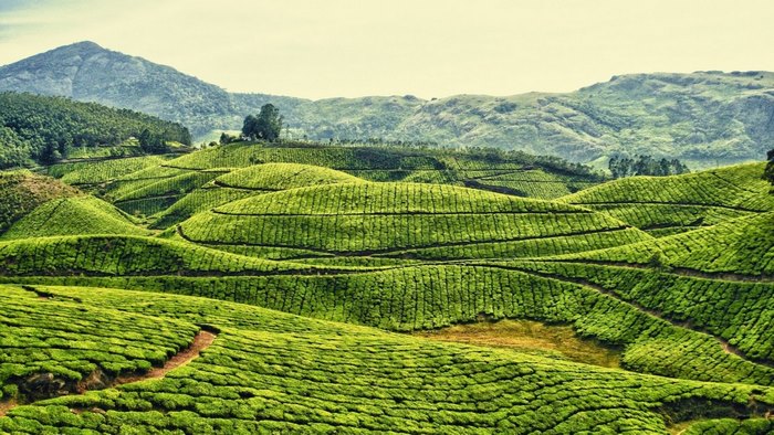 Rolling green tea plantations on hills with mountains