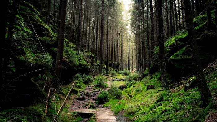 A path through a mossy forest with tall trees
