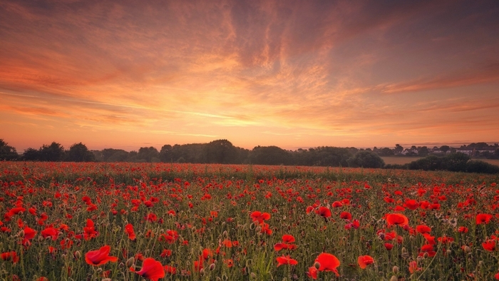 Field of red poppies at sunset