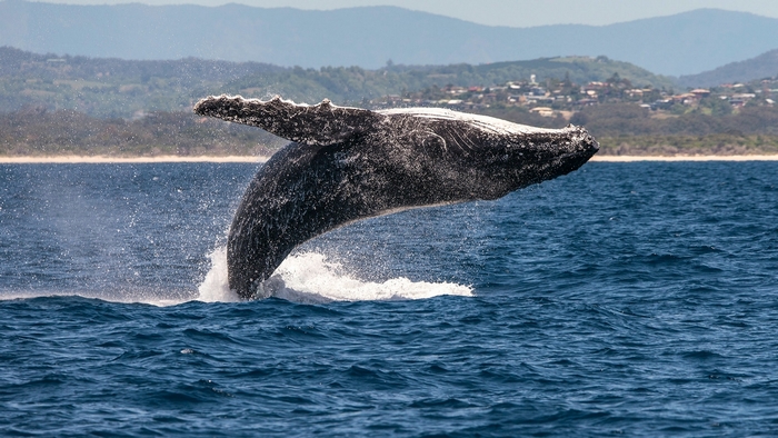 Humpback whale breaching in the ocean