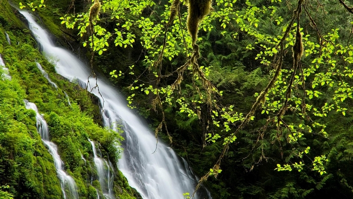 Waterfall cascading down a moss-covered cliff in a green forest