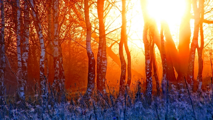 Sunset through birch trees in winter