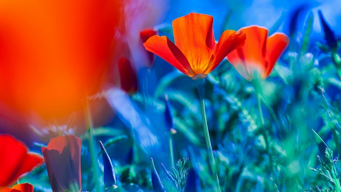 Orange poppies in a blue field with bokeh