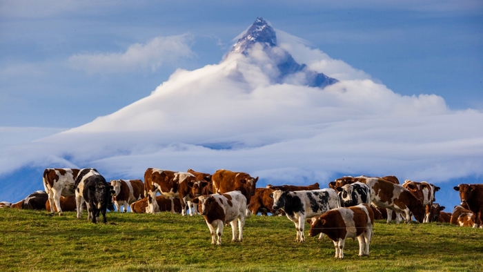 Cows grazing in a pasture with a mountain peak in the background
