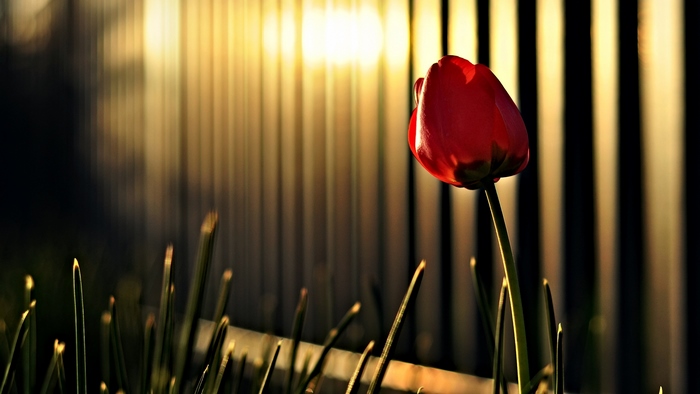 Red tulip in front of a fence at sunset