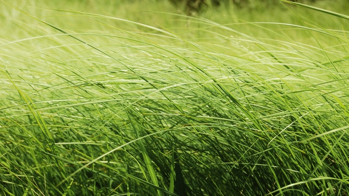 Green grass blowing in the wind