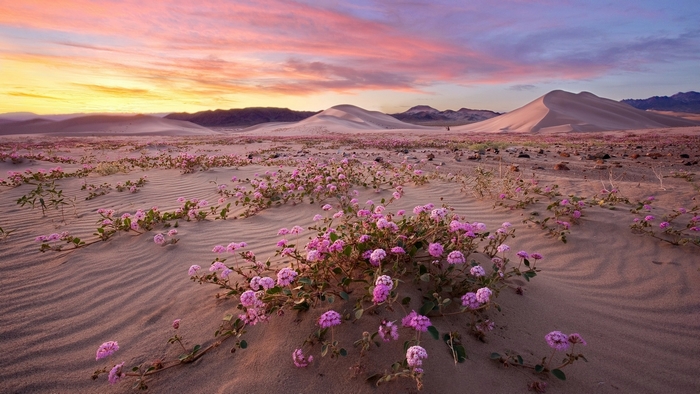 Pink Verbena Flowers Blooming in Desert Sand