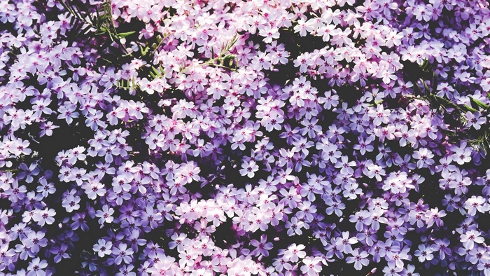 Close-up of purple and pink phlox flowers