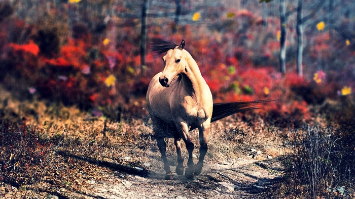 Majestic Horse Running on Autumn Trail